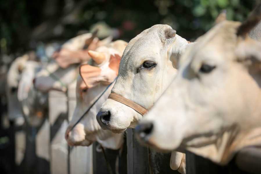 Sunnah Untuk Sohibul Qurban 